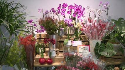 第二屆秋季進(jìn)口球根花卉展 復(fù)興公園綻放進(jìn)博同款潮流花卉，機(jī)械設(shè)備賦能綠色園藝